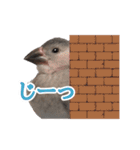桜文鳥のまめもち（個別スタンプ：13）