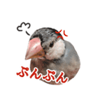 桜文鳥のまめもち（個別スタンプ：14）
