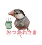 桜文鳥のまめもち（個別スタンプ：15）