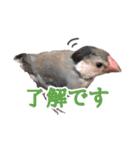 桜文鳥のまめもち（個別スタンプ：16）