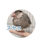 桜文鳥のまめもち（個別スタンプ：18）