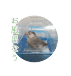 桜文鳥のまめもち（個別スタンプ：23）