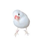 桜文鳥のまめもち（個別スタンプ：24）