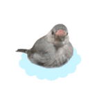桜文鳥のまめもち（個別スタンプ：25）