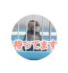 桜文鳥のまめもち（個別スタンプ：29）