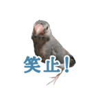 桜文鳥のまめもち（個別スタンプ：38）