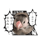桜文鳥のまめもち（個別スタンプ：39）