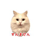 うどんのうーちゃん（個別スタンプ：1）