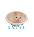 うどんのうーちゃん（個別スタンプ：4）