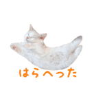 うどんのうーちゃん（個別スタンプ：6）