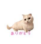 うどんのうーちゃん（個別スタンプ：8）