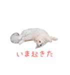 うどんのうーちゃん（個別スタンプ：9）