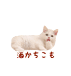 うどんのうーちゃん（個別スタンプ：12）