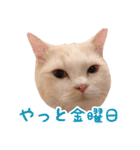 うどんのうーちゃん（個別スタンプ：14）