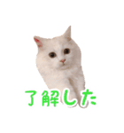 うどんのうーちゃん（個別スタンプ：15）
