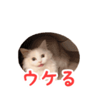 うどんのうーちゃん（個別スタンプ：16）