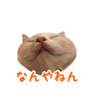 うどんのうーちゃん（個別スタンプ：19）