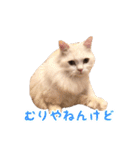 うどんのうーちゃん（個別スタンプ：20）