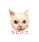 うどんのうーちゃん（個別スタンプ：21）