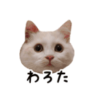 うどんのうーちゃん（個別スタンプ：28）