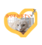 ねこちゃん犬ちゃん家族（個別スタンプ：5）