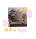 ねこちゃん犬ちゃん家族（個別スタンプ：7）