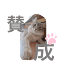 ねこちゃん犬ちゃん家族（個別スタンプ：8）