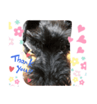 ねこちゃん犬ちゃん家族（個別スタンプ：10）
