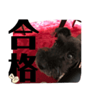 ねこちゃん犬ちゃん家族（個別スタンプ：11）
