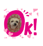 ねこちゃん犬ちゃん家族（個別スタンプ：12）