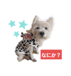 ウエスティの弥勒さん1（個別スタンプ：5）