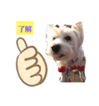ウエスティの弥勒さん1（個別スタンプ：7）