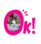らぶりーカップルきゃっつ（個別スタンプ：5）