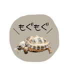 のこのこすたんぷその1（個別スタンプ：1）