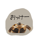 のこのこすたんぷその1（個別スタンプ：2）