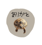 のこのこすたんぷその1（個別スタンプ：3）