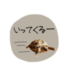 のこのこすたんぷその1（個別スタンプ：5）