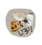 のこのこすたんぷその1（個別スタンプ：12）