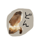 のこのこすたんぷその1（個別スタンプ：13）