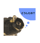 うさぎのむぎさん3（個別スタンプ：10）
