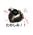 うさぎのむぎさん3（個別スタンプ：12）