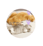 シュシュとミュウミュウ。（個別スタンプ：8）