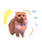 シュシュとミュウミュウ。（個別スタンプ：31）