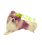 コロ助ハウス（個別スタンプ：9）