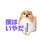 コロ助ハウス（個別スタンプ：10）