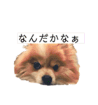 コロ助ハウス（個別スタンプ：14）