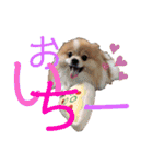 コロ助ハウス（個別スタンプ：19）