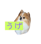 コロ助ハウス（個別スタンプ：21）