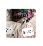 ふーちゃんスタンプ0701vol.2（個別スタンプ：5）