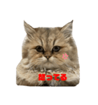 むんstamp1（個別スタンプ：6）
